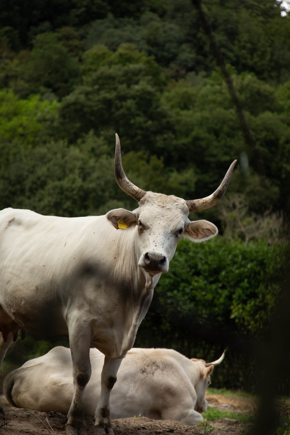 La Grande Scorta Bovina