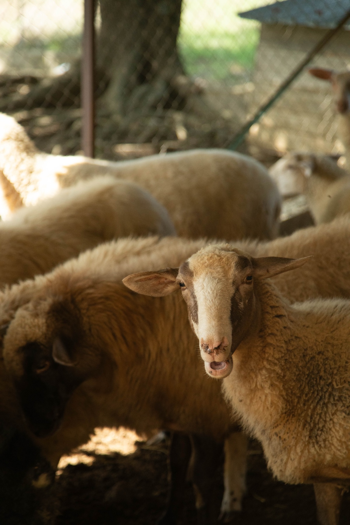 Spalla e Coscio
