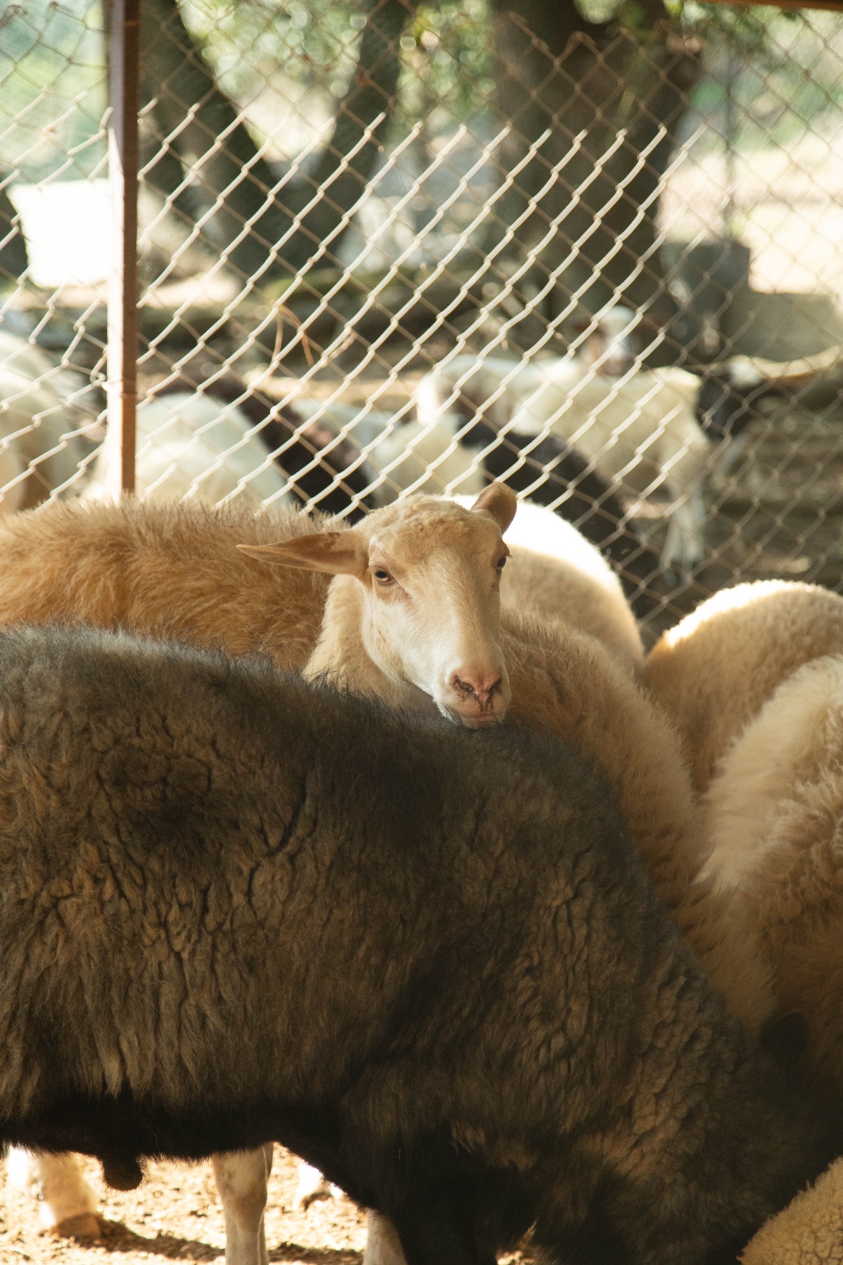 Mezzo Agnello